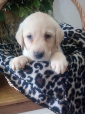 THIS IS THE GORGEOUS GIRL AVAILABLE