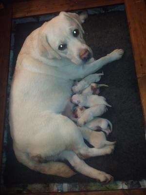 MUM BERYL WITH PUPS