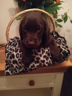 THIS HANDSOME BOY IS STILL AVAILABLE.