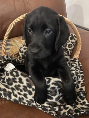 THIS GORGEOUS GIRL IS AVAILABLE