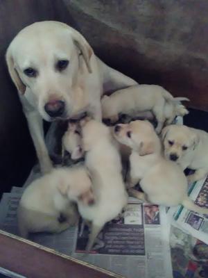 BEAUTIFUL SAPPHIRE WITH 5 WEEK OLD PUPS
