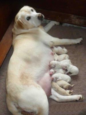 Amber & her 2 day old pups