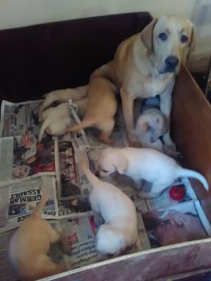 BEAUTIFUL CRYSTAL & HER PUPS