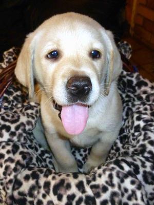 Gorgeous girl pup still available