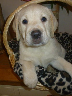 THIS BEAUTIFUL GIRL IS AVAILABLE