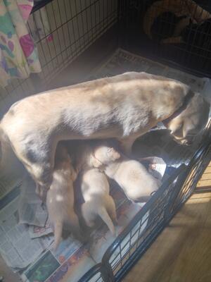 BERYL WITH 5 WEEK OLD PUPS