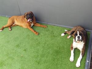 Rhed and Gracie