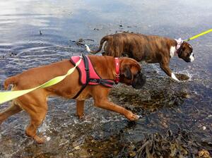 Rhed and Gracie playing in the loch
