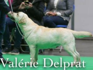 Centenalee Bond Girl Reserve cc winner