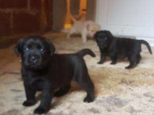 pups at 4 weeks 15th march