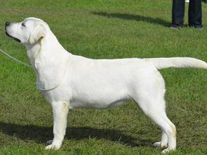 dam Centenalee silver ice Crufts Winner Res cc Win