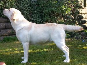 Centenary Lady Latia