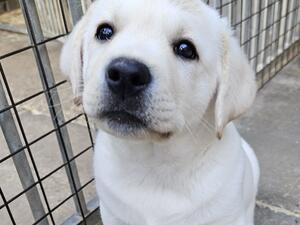 puppys