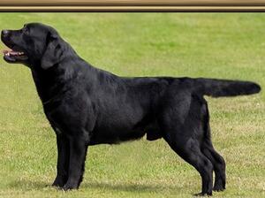 Sire Stelainross Harlequin at Rocheby