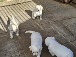 puppys