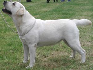 Sasha (Mum to pup)
