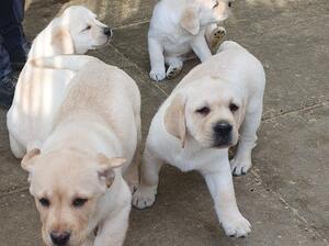 puppies at 6 weeks old