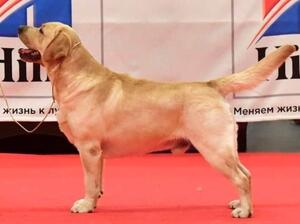 Sire