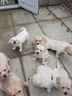 puppies at 7 weeks
