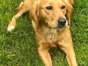 Betty awaiting her pups