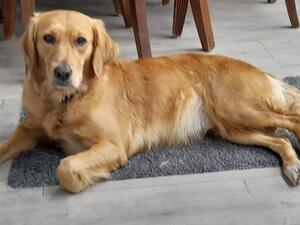 Betty, resting her pregnant tum