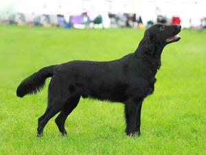 Blaze 9mths, Kington Show, Gundog Puppy Group 2