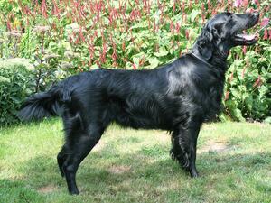 Lace, August 2020, 2yrs 8mths