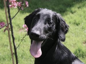 Lace May 2018, 5mths