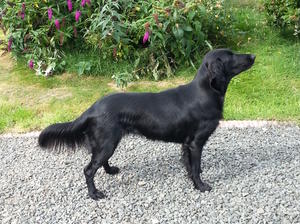 Robertsglen Queen of Hearts at Bonnyhilbrae