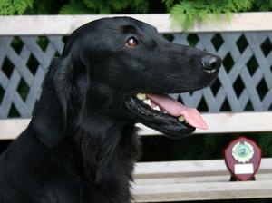 Joy with Gundog Shield