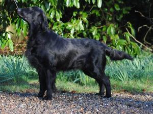 Sh Ch Greenbayhill Black Tuxedo