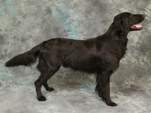 Blaze, July 2018, 2yrs 7mths