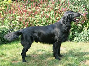 Blaze, August 2020, 4yrs 8mths