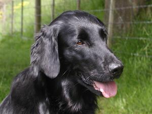 Rosie in our valley field