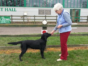 Joy wins at her 1st Champ Show April 2014