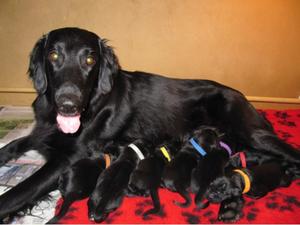 Joy's Puppies 4 days old