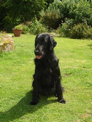 Breeze 7 yrs 5 mths July 2014