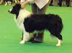 Arnie age 2 years winning 1st in class at Crufts f