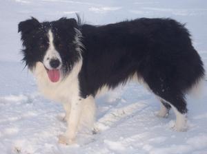 Arnie on a walk in the snow