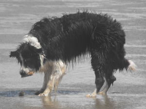 Hattie playing in the sea age 13 years