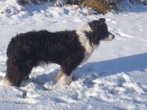 Hattie having fun in the snow as an old lady