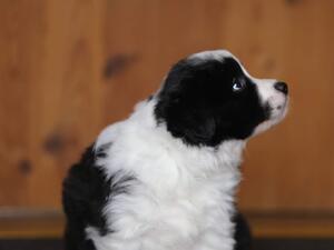 Toots age 6 weeks