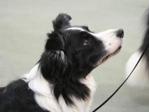 Holly at 12 years old