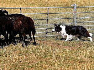 Havocsmill Too Hot to Handle - Mabel working sheep