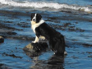 Fizzle on her holidays, she is a water magnet