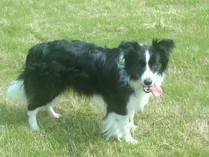 Dolce age 8 years