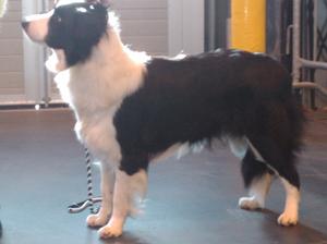 Fizzle at 18 months old, her first time at Crufts