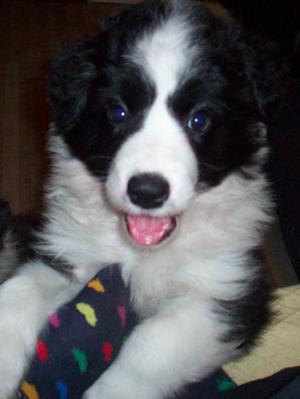Fizzle age 8 weeks