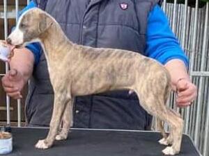 dog available