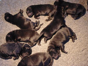 Pups at 2 days